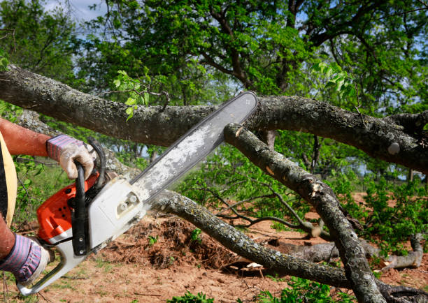 Best Affordable Tree Cutting  in USA